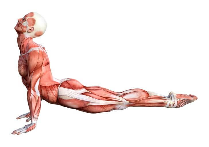 bhujangasana - postura- cobra - yogateria
