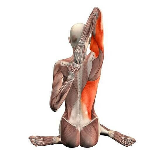 gomukhasana-postura-rosto-vaca-musculo