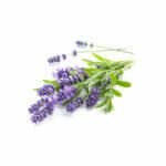 lavanda-yogateria