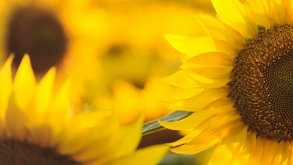 setembro-amarelo-yogateria23
